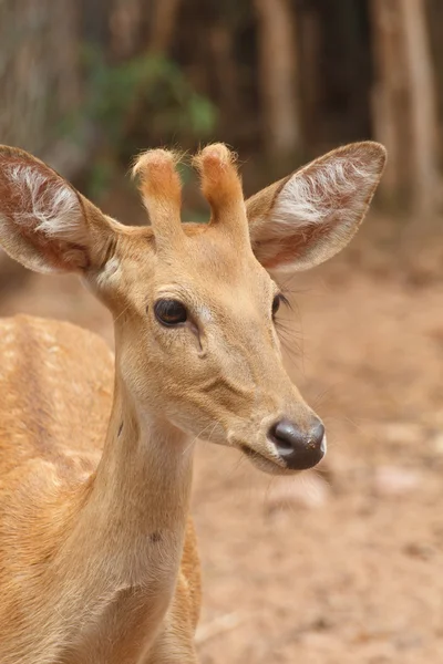 Venado disparo en la cabeza —  Fotos de Stock