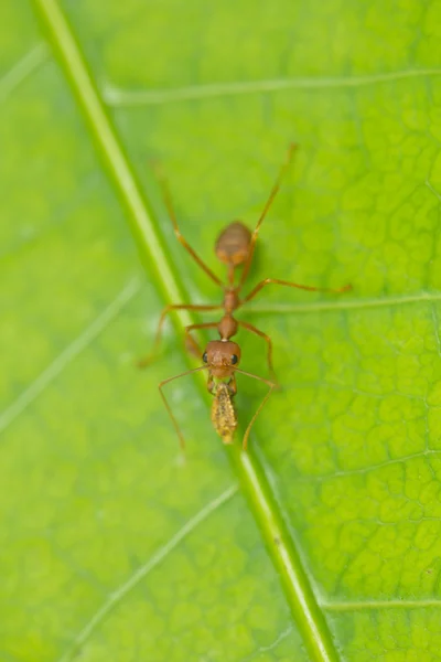 Red ant — Stock Photo, Image