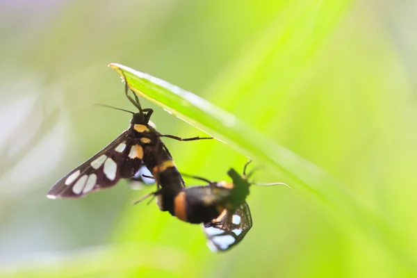 나비 짝짓기 — 스톡 사진