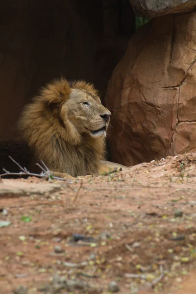 Aslan — Stok fotoğraf