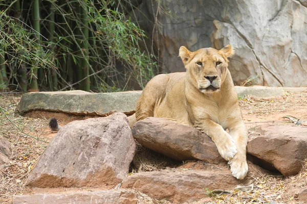 Lion — Stock Photo, Image