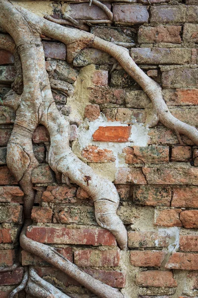 バンヤン ツリーの根 — ストック写真