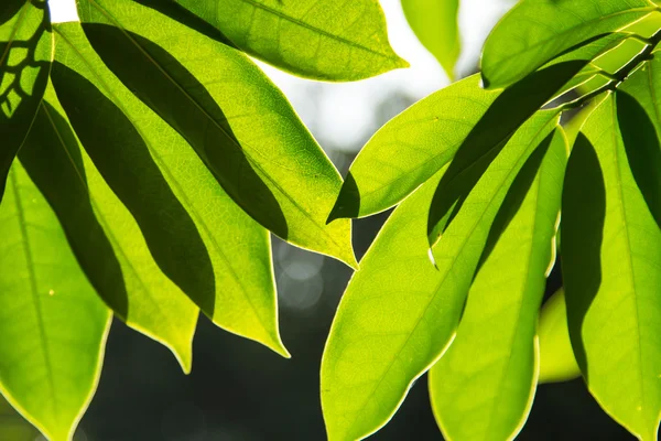 Gröna blad bakgrund — Stockfoto