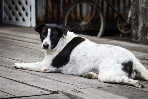 Zwerfhond — Stockfoto