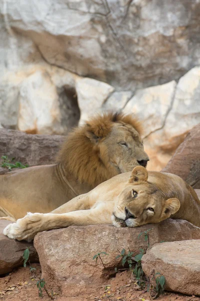 León. — Foto de Stock