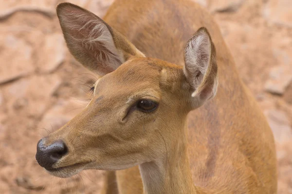 Deer — Stock Photo, Image