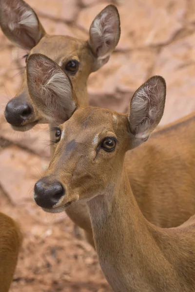 Deer — Stock Photo, Image