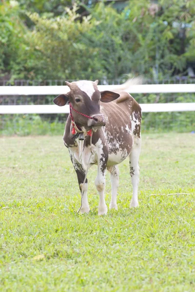 Cow milk. — Stock Photo, Image