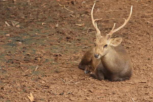 Deer — Stock Photo, Image