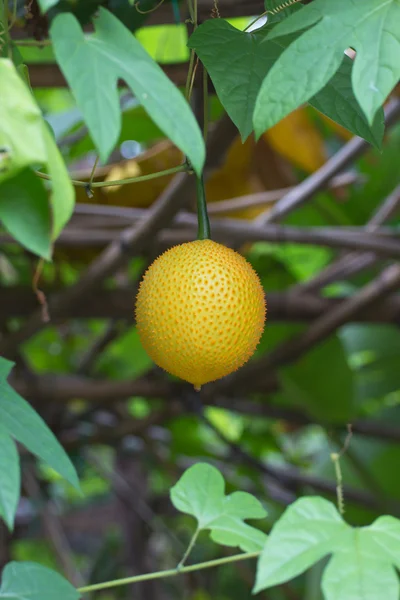 Groenten en fruit — Stockfoto