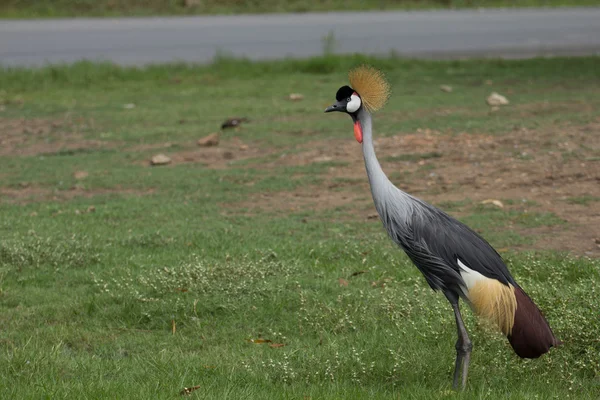 Oost-Afrikaanse gekroonde kraan — Stockfoto