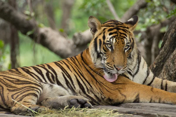 Tiger — Stock Photo, Image