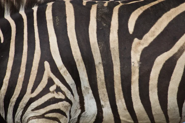 Zebra skin background — Stock Photo, Image