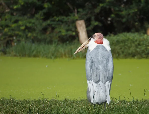 Storchenvogel — Stockfoto