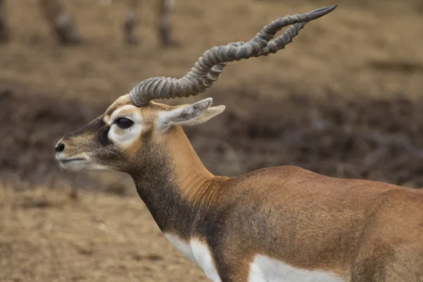 Antilopa Jelení zvěř — Stock fotografie