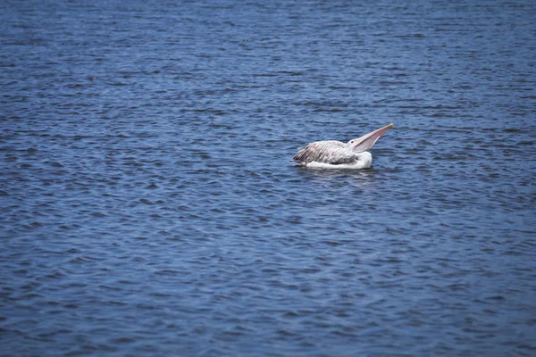 Brown pelican — Stock Photo, Image