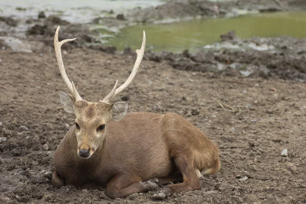 Deer — Stock Photo, Image