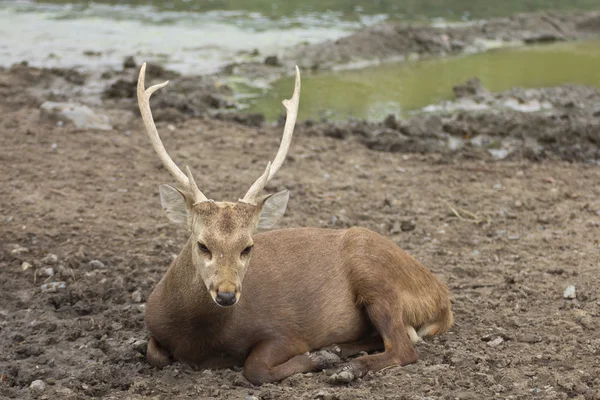 Deer — Stock Photo, Image