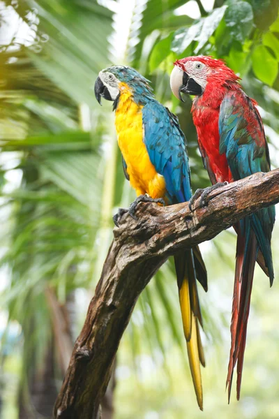 Macaws — Stock fotografie