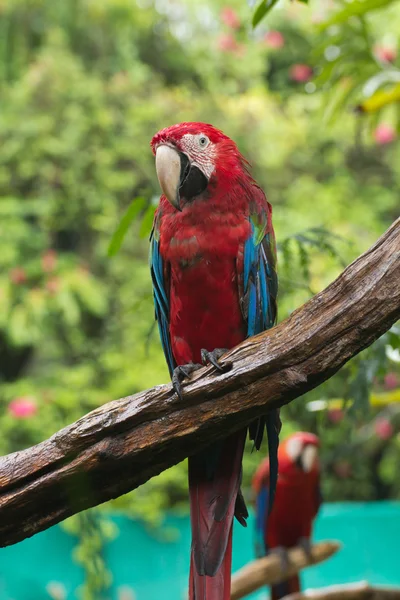 Guacamayos — Foto de Stock