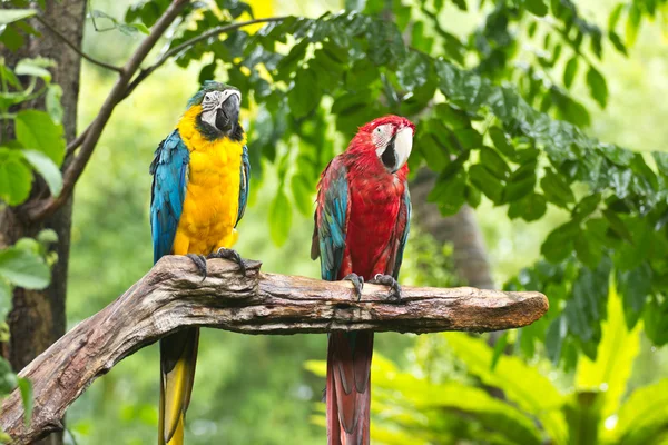 Macaws — Stockfoto