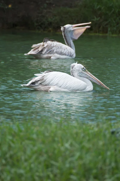 Bruine pelikaan — Stockfoto