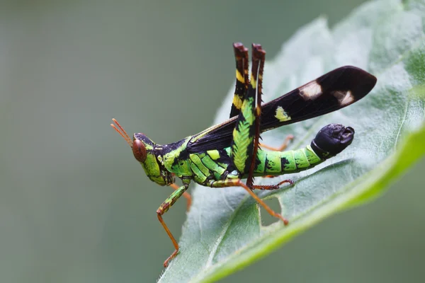 Gräshoppa — Stockfoto