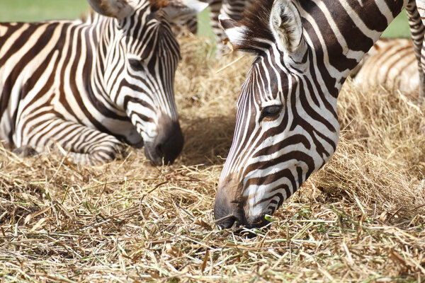 Zebra herd was eating grass in dry and comfortable.