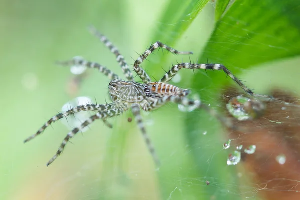 Aranha de perto — Fotografia de Stock