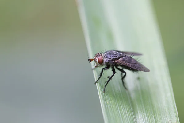 Vlieg op een blad. — Stockfoto