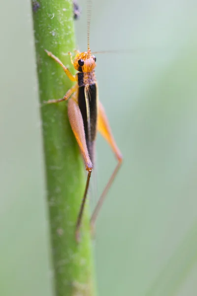 Grasshopper — Fotografie, imagine de stoc