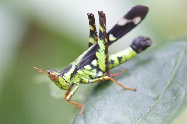 Saltamontes — Foto de Stock