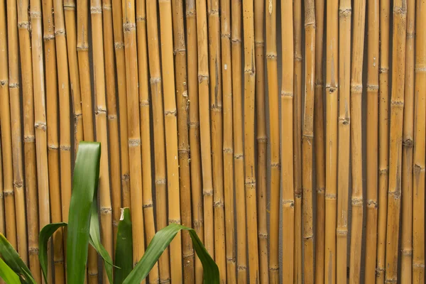 Bambus — Stockfoto