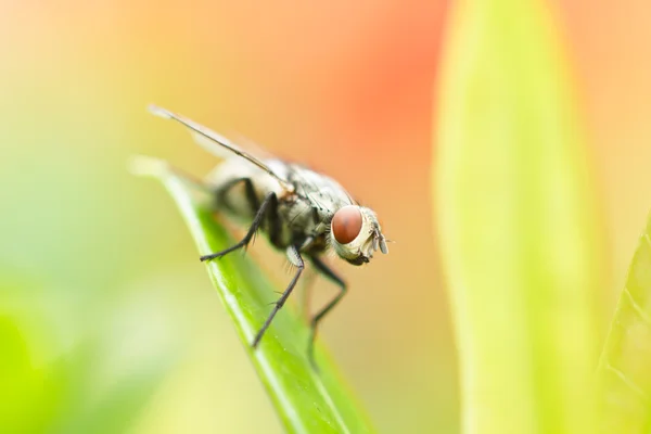 Vuela sobre una hoja. — Foto de Stock