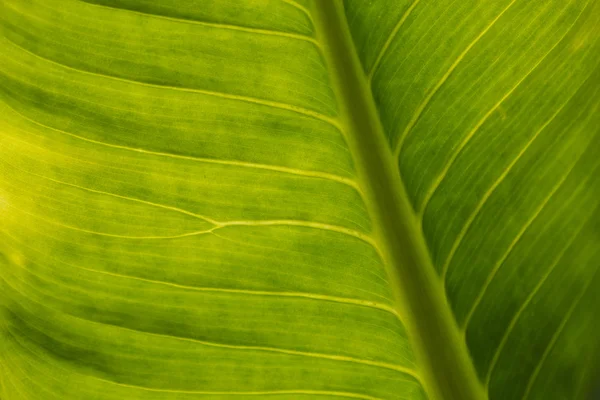 Leaf — Stock Photo, Image