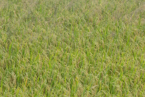 Rice field — Stock Photo, Image