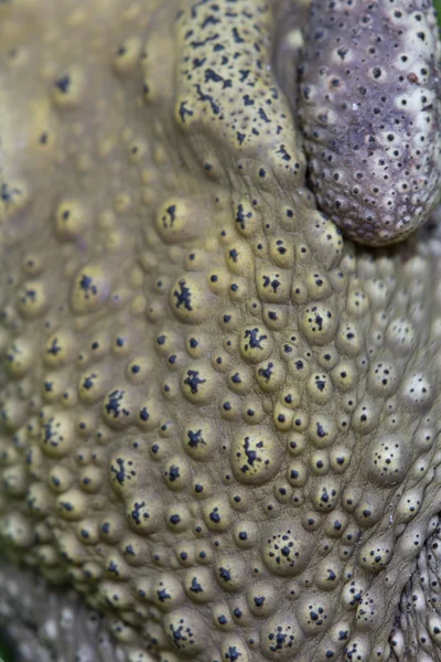 Toad — Stock Photo, Image