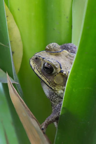 Toad — Stock Photo, Image