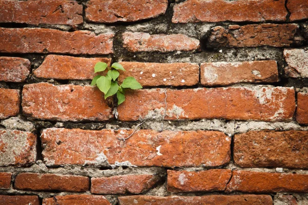 Brick — Stock Photo, Image