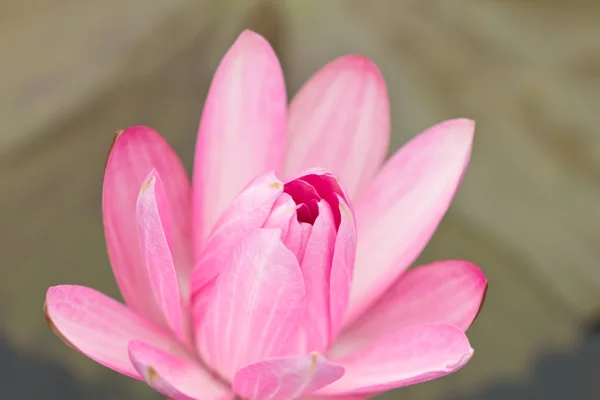 Lotus — Stockfoto