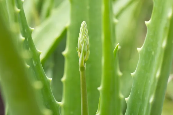 Aloe vera — Foto Stock