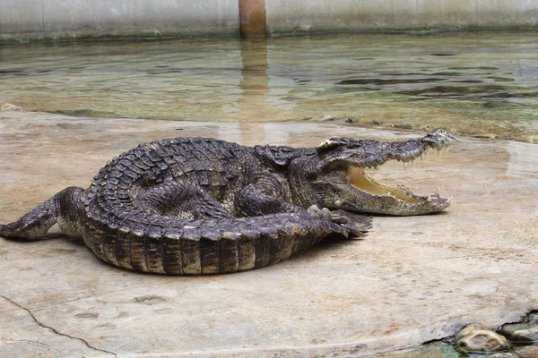 Crocodile — Stock Photo, Image