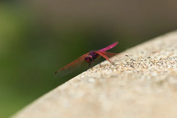 Libélula — Fotografia de Stock