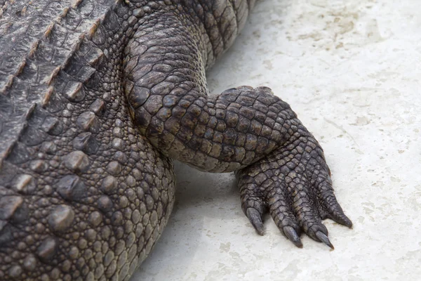 Leg of the crocodile — Stock Photo, Image