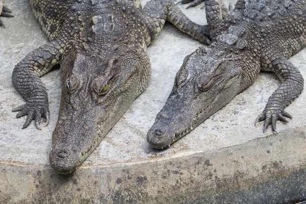 Two crocodile — Stock Photo, Image
