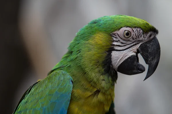 Parrot — Stock Photo, Image