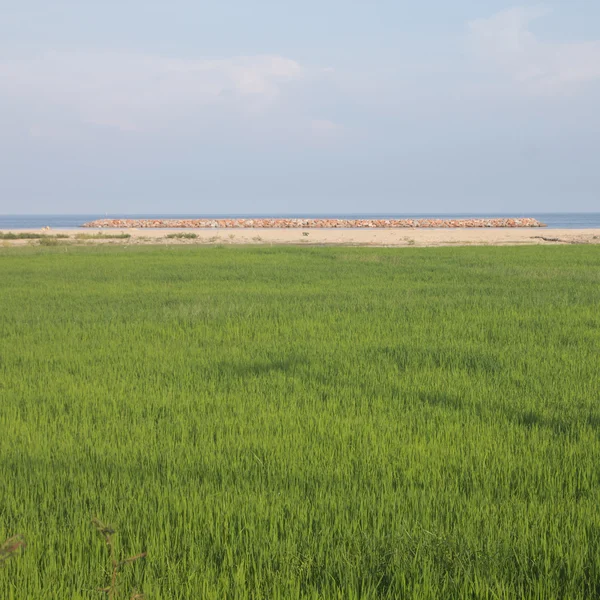 Rice fields and the sea — Stock Photo, Image