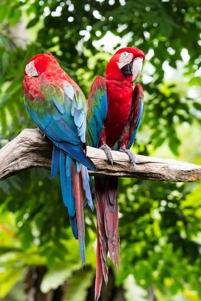 Blue-and-red macaw — Stock Photo, Image