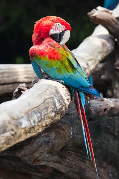 Modročervený macaw — Stock fotografie