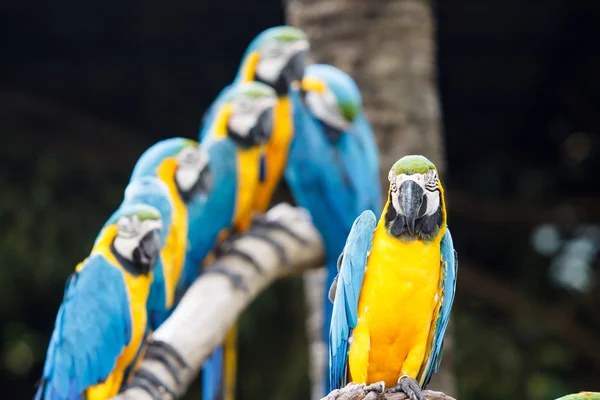 Arara azul e amarela — Fotografia de Stock